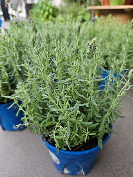 Spanish Lavender