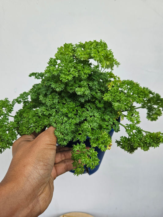 Curly Parsley