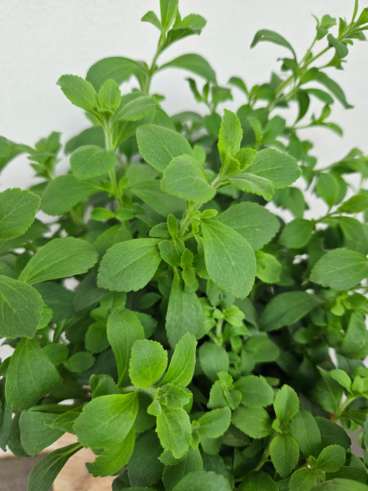 Stevia