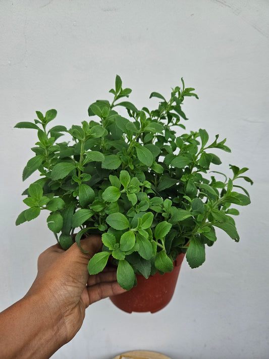 Stevia