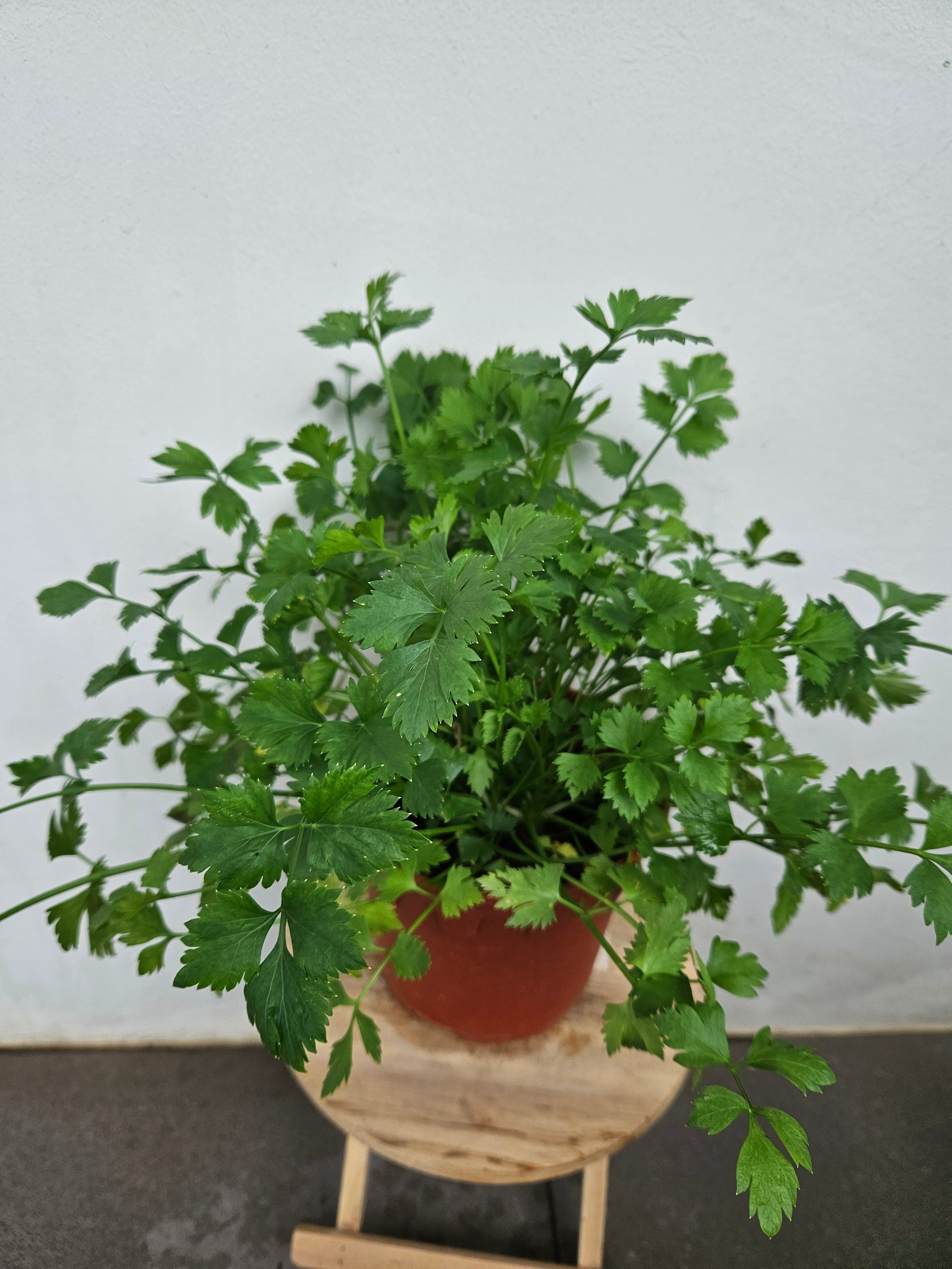 Celery