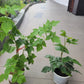Raspberry Plant