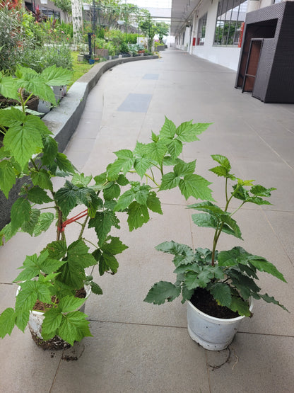 Raspberry Plant