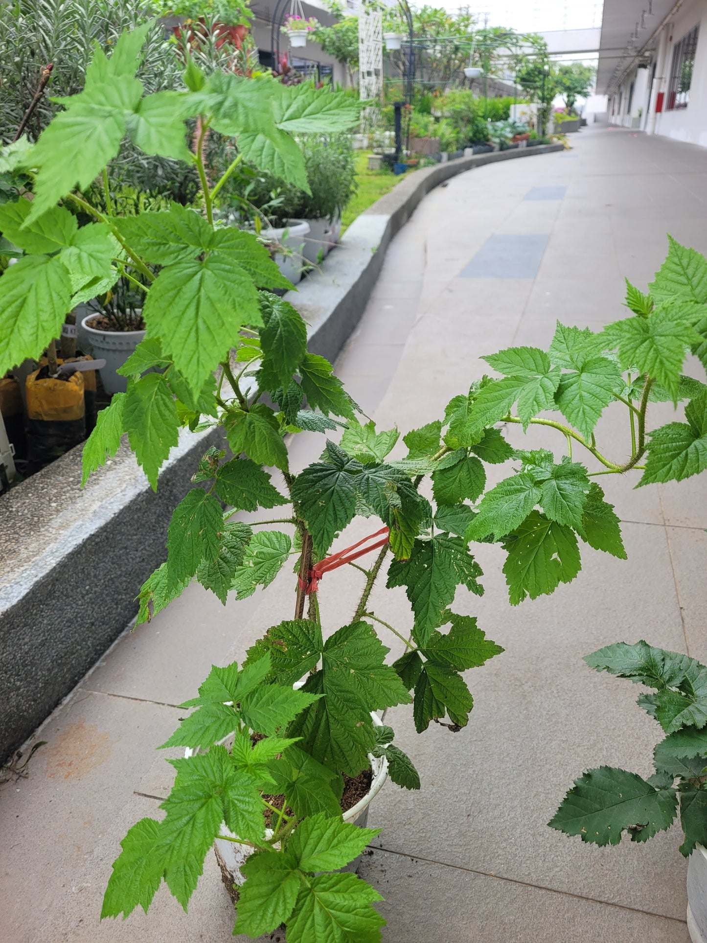 Raspberry Plant