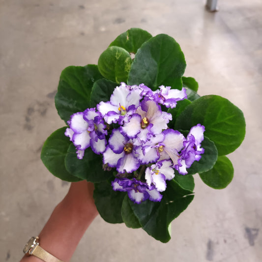 African Violet