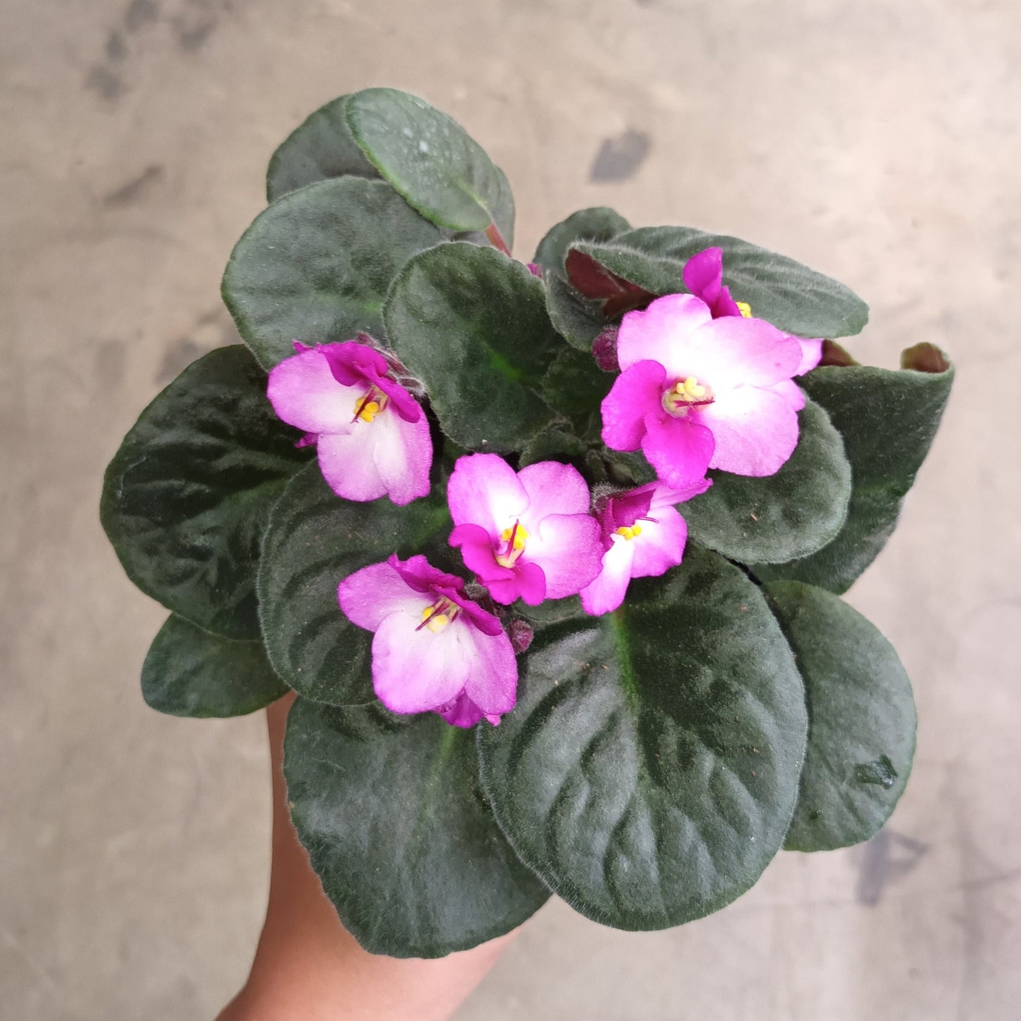 African Violet