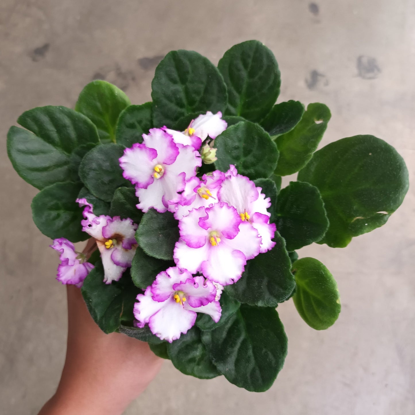 African Violet