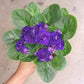 African Violet