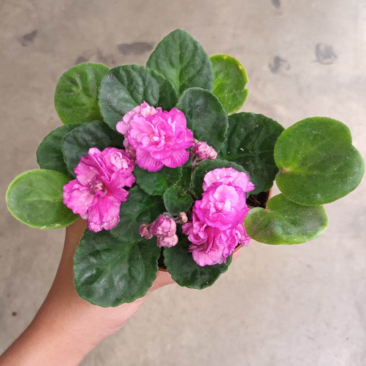 African Violet