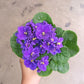 African Violet