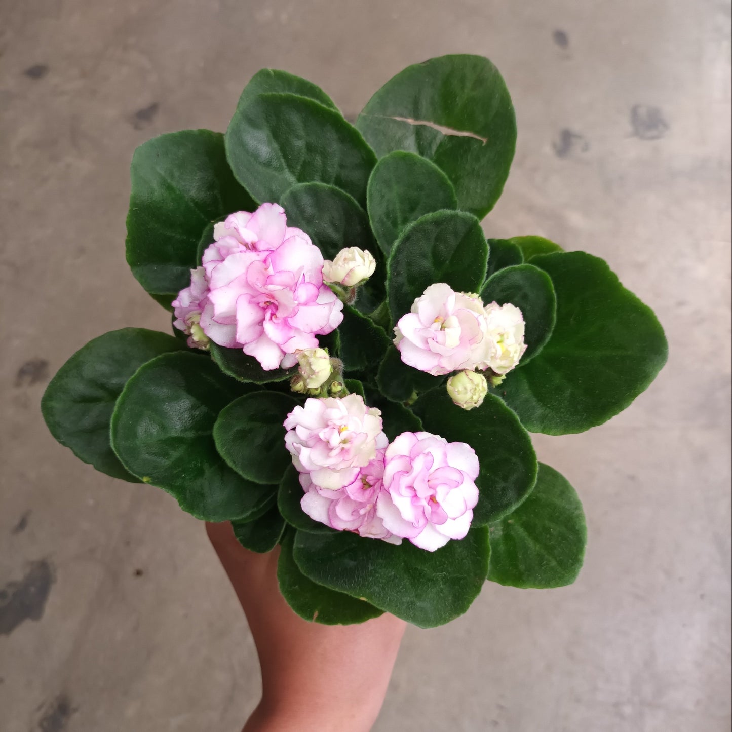 African Violet