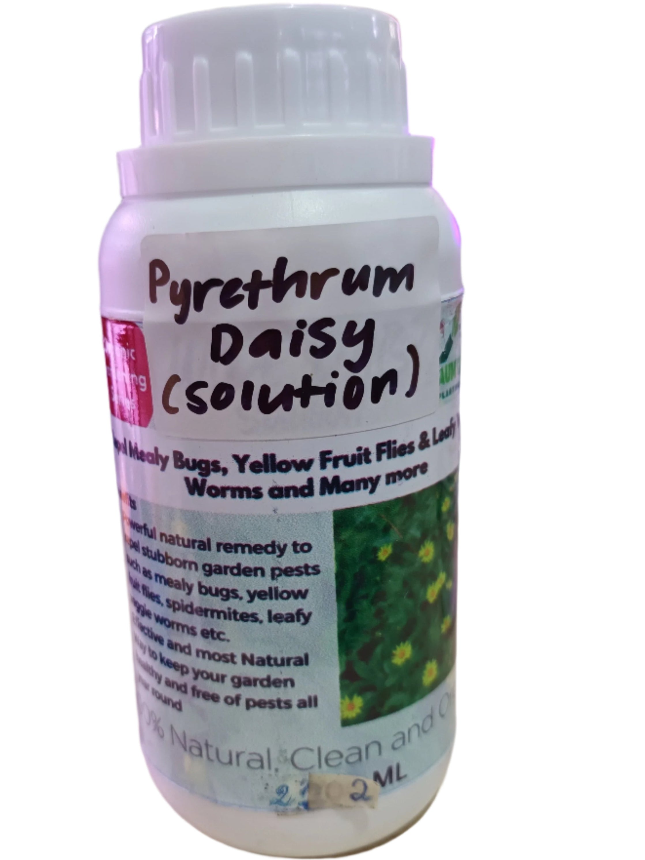 Pyrethrum Daisy (powder/solution) – Aum Garden