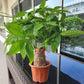Money Tree