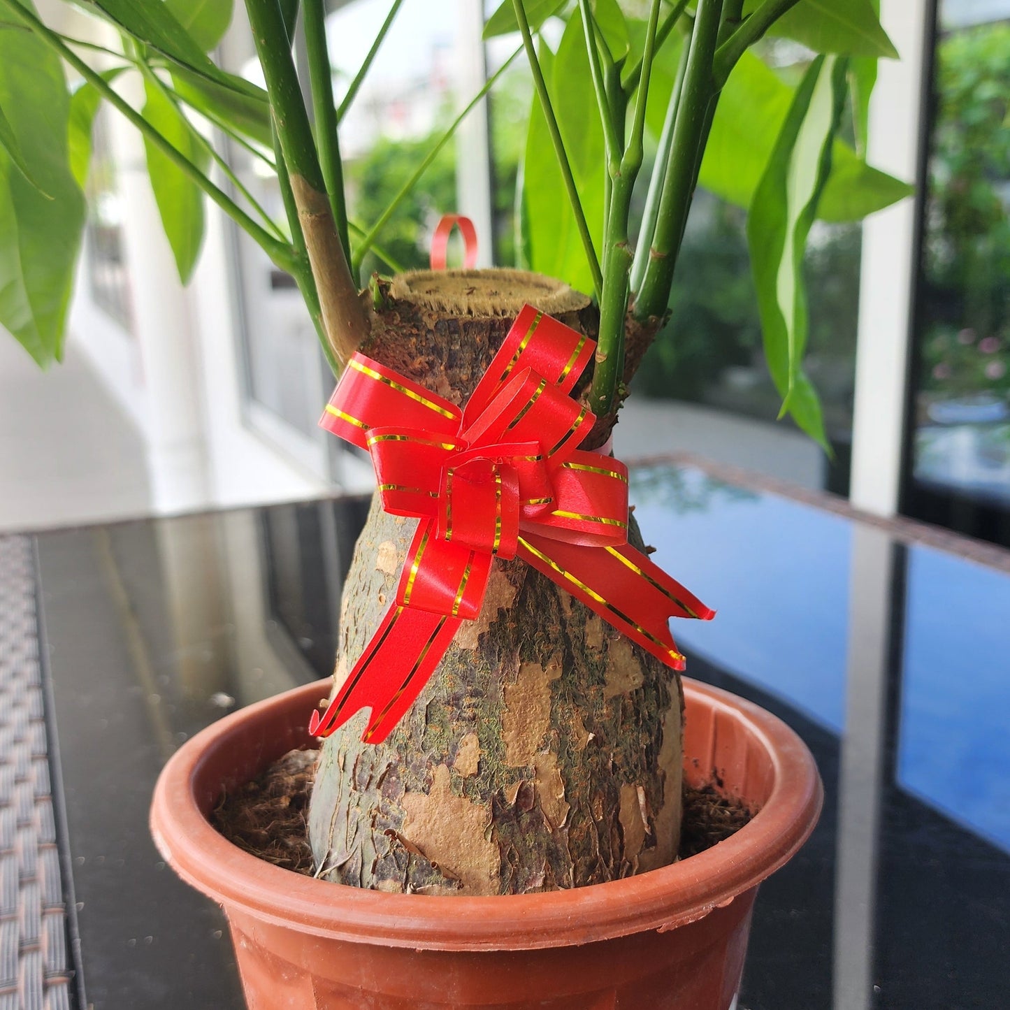 Money Tree