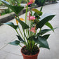 Anthurium Red
