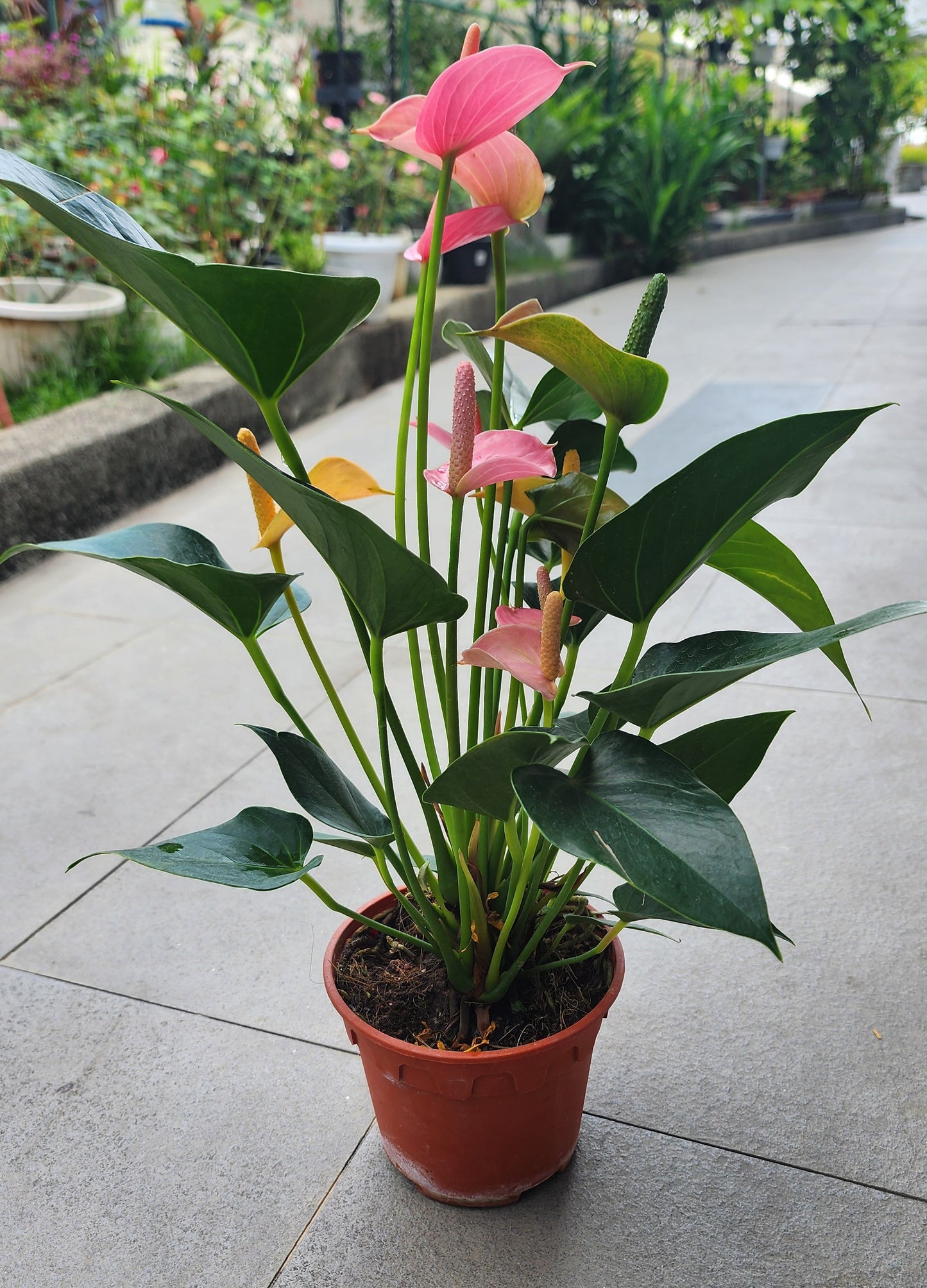 Anthurium Red