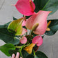Anthurium Red