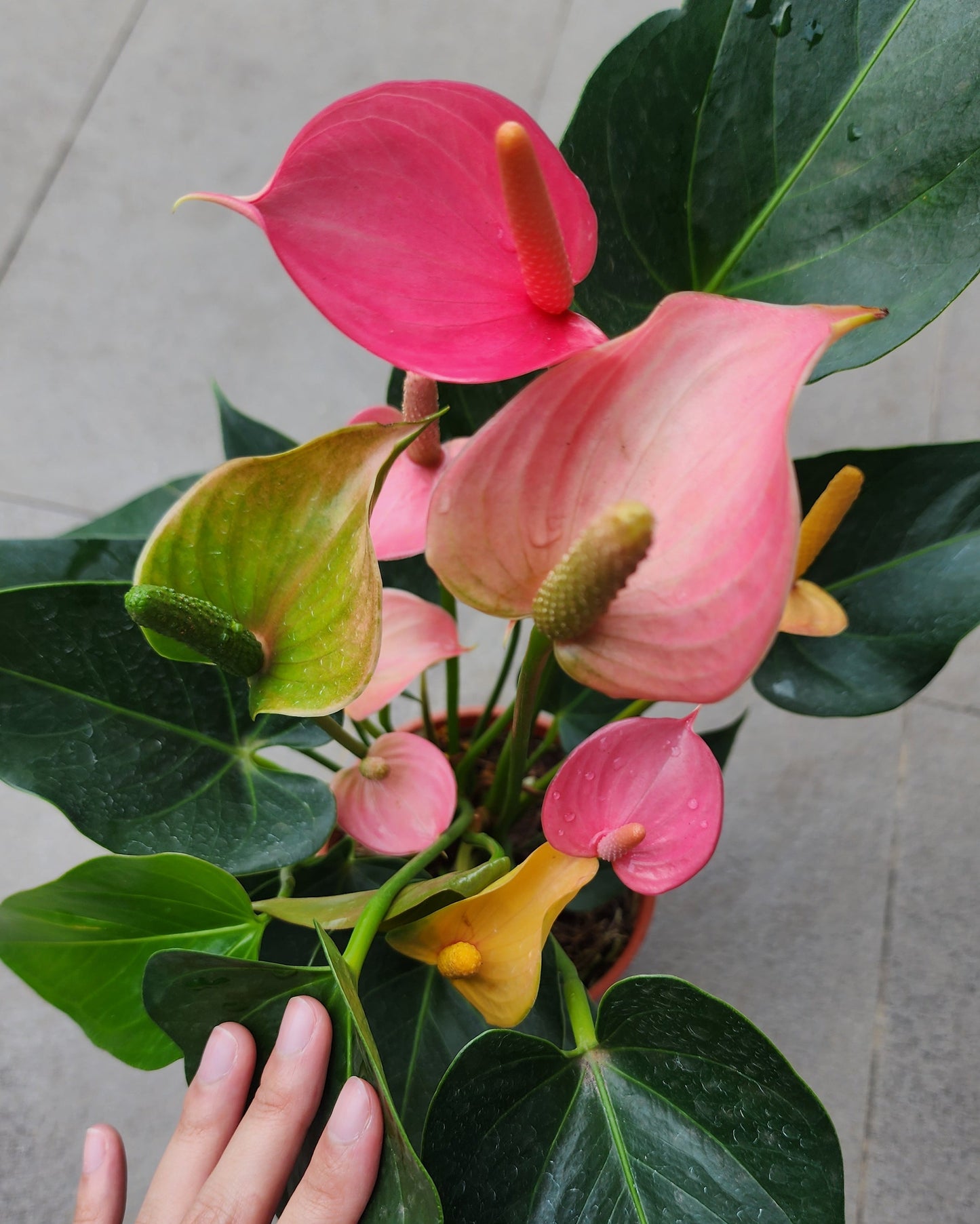 Anthurium Red