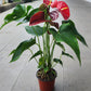 Anthurium Red