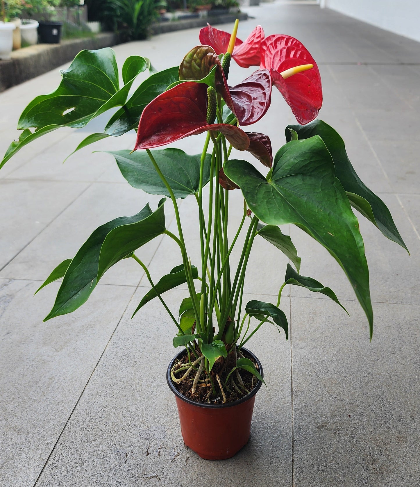 Anthurium Red