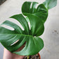 Monstera