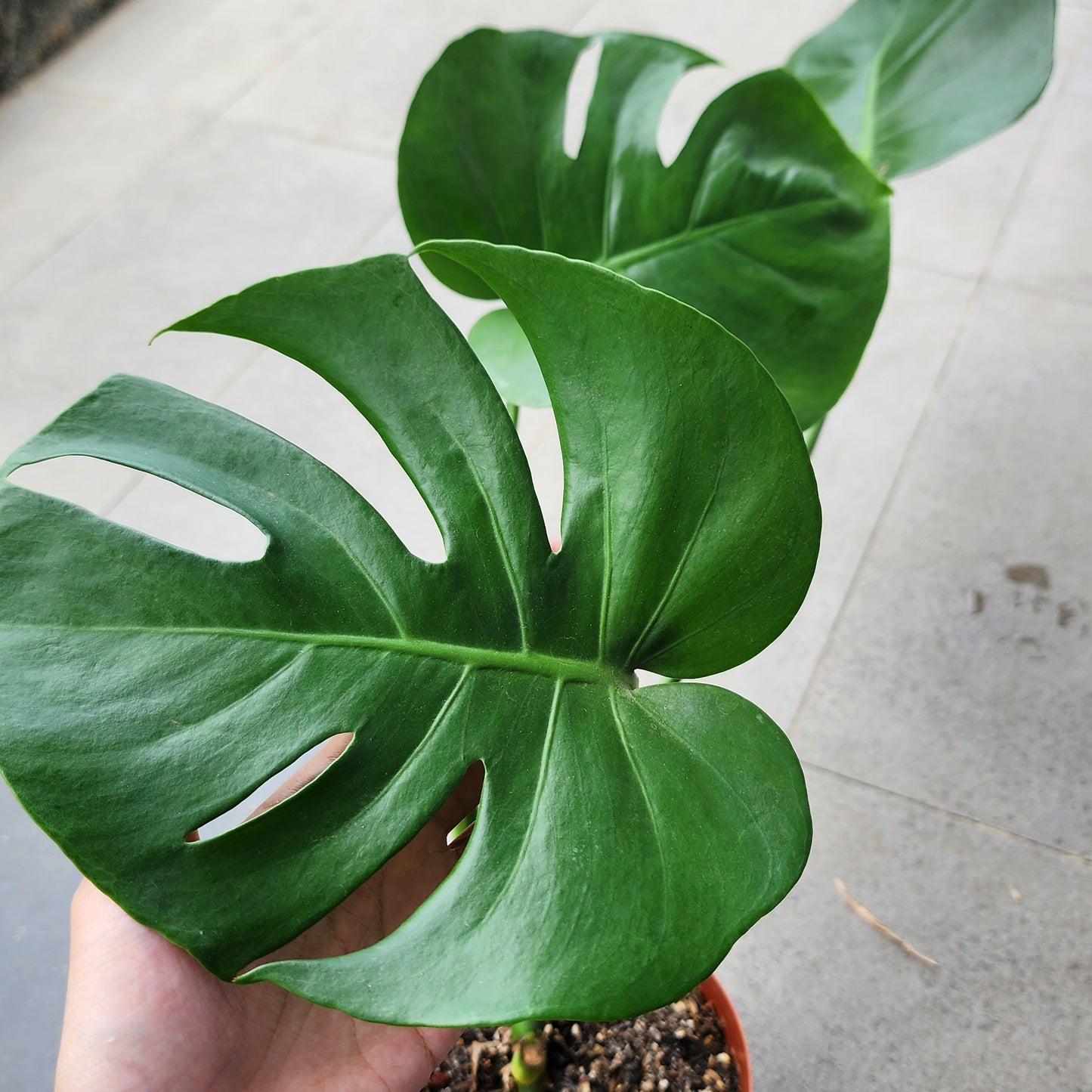 Monstera