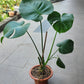 Monstera