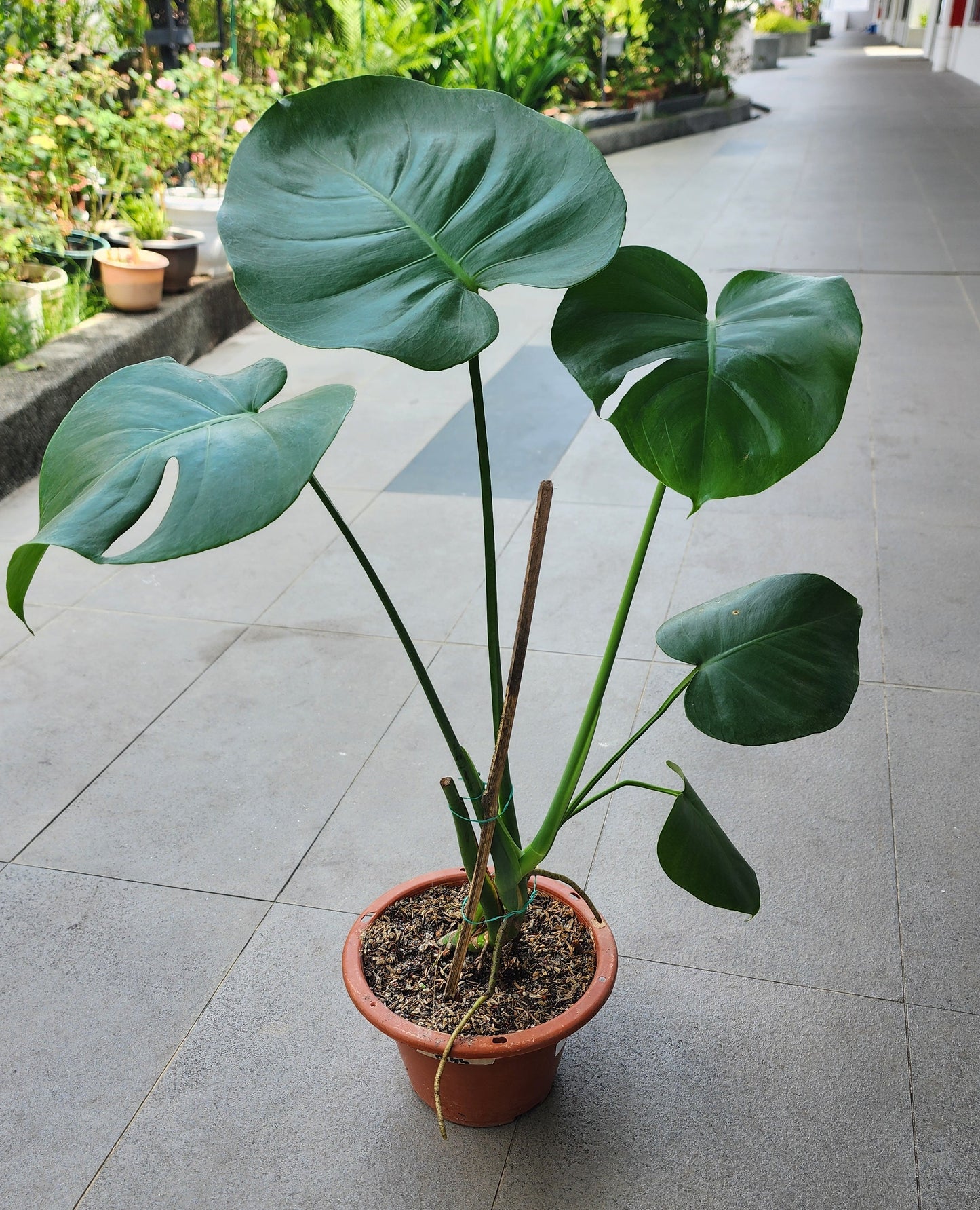 Monstera