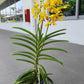 Cattleya