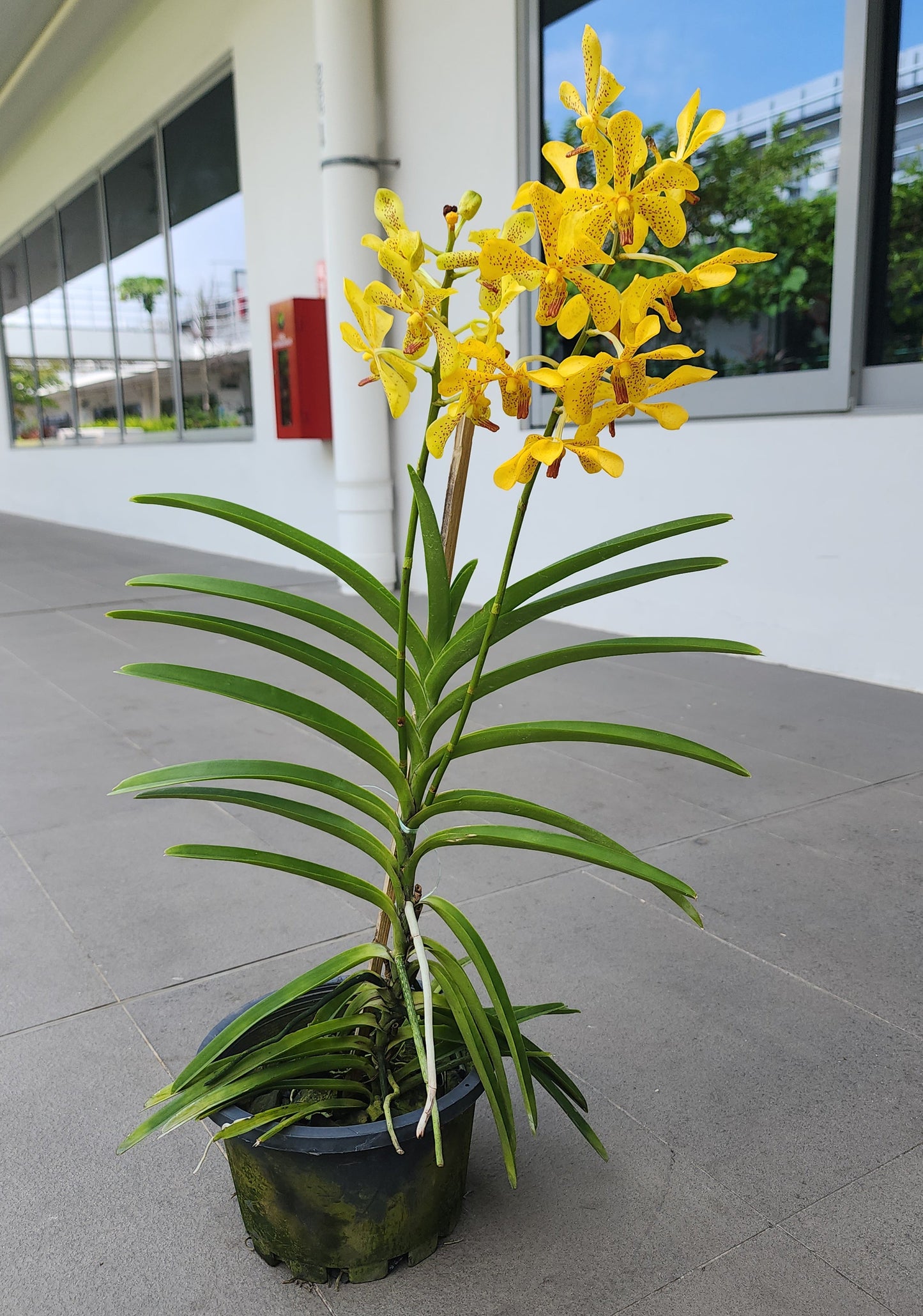 Cattleya