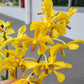 Cattleya
