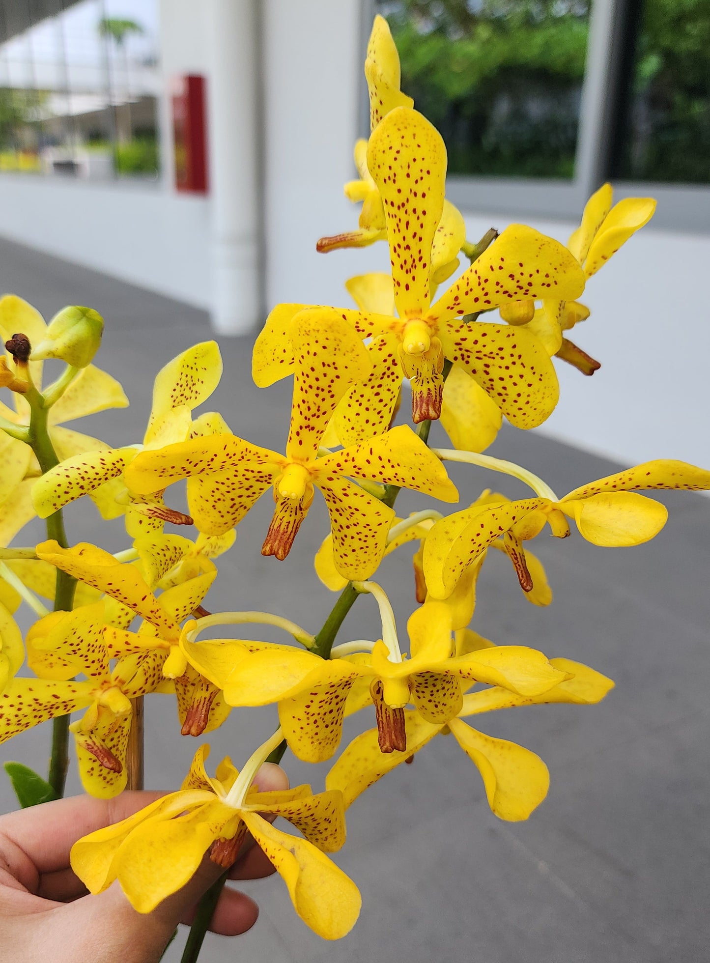 Cattleya