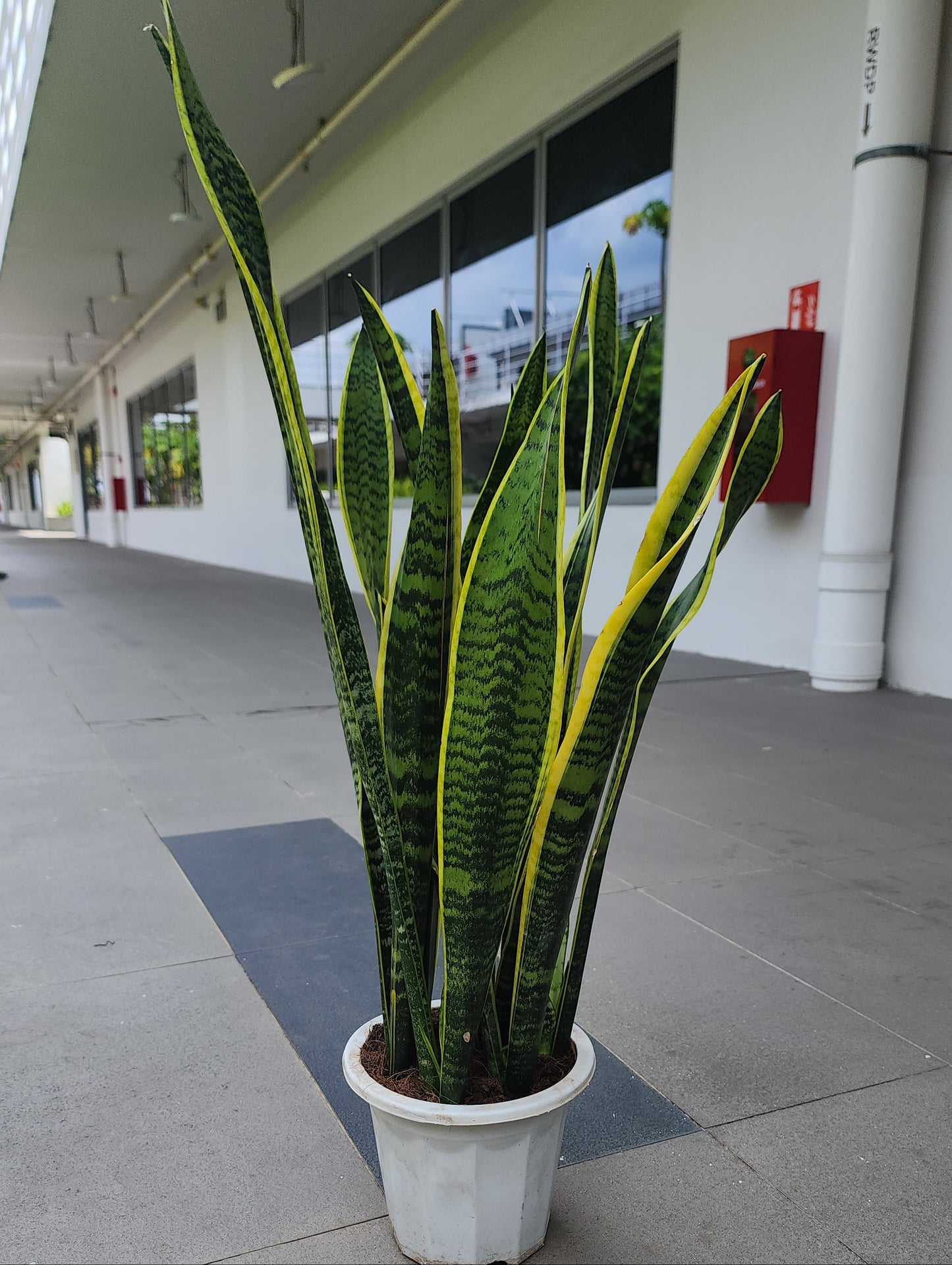 Snake plant