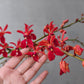 Renanthera