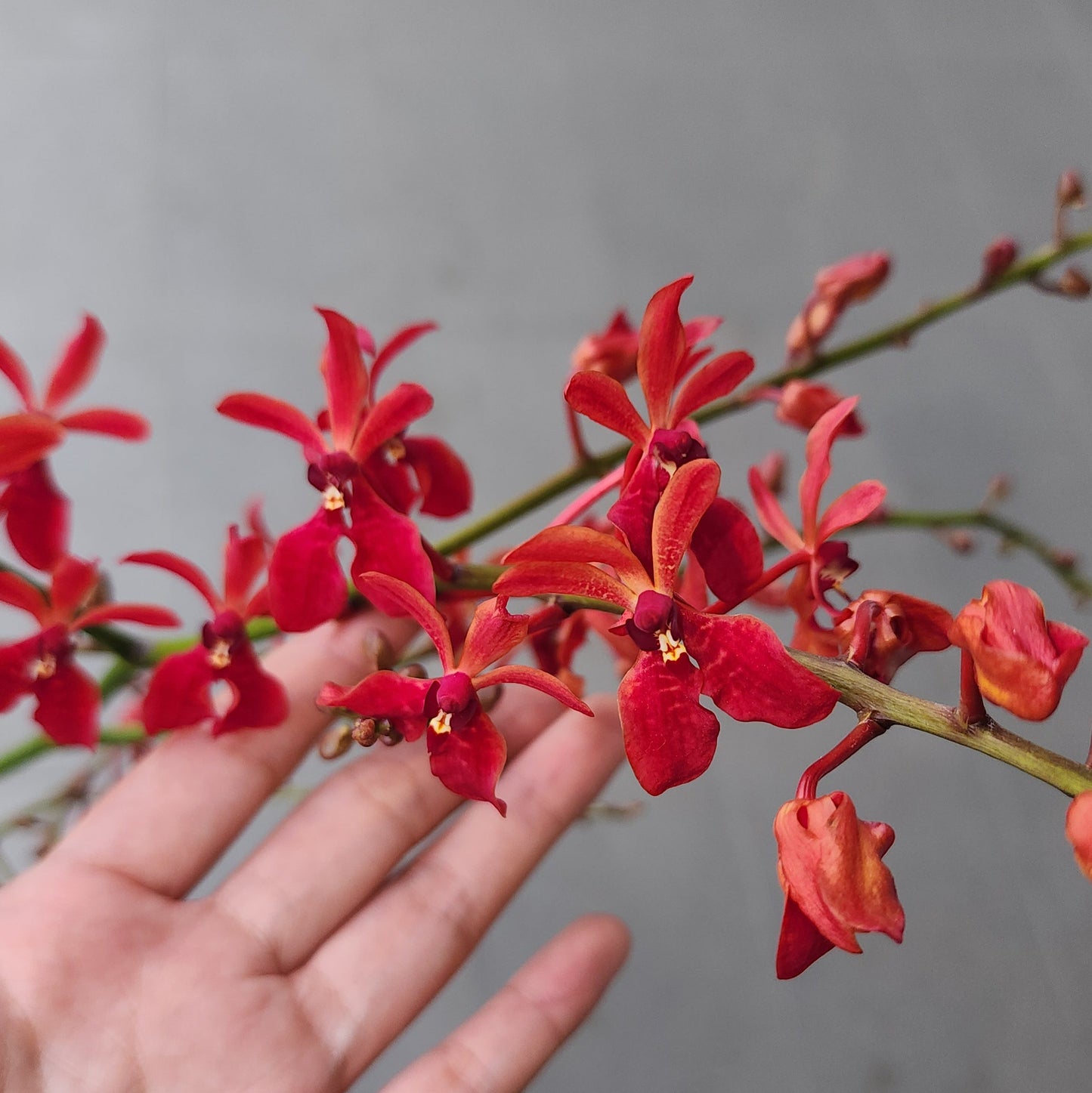 Renanthera