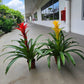 Guzmania Plant