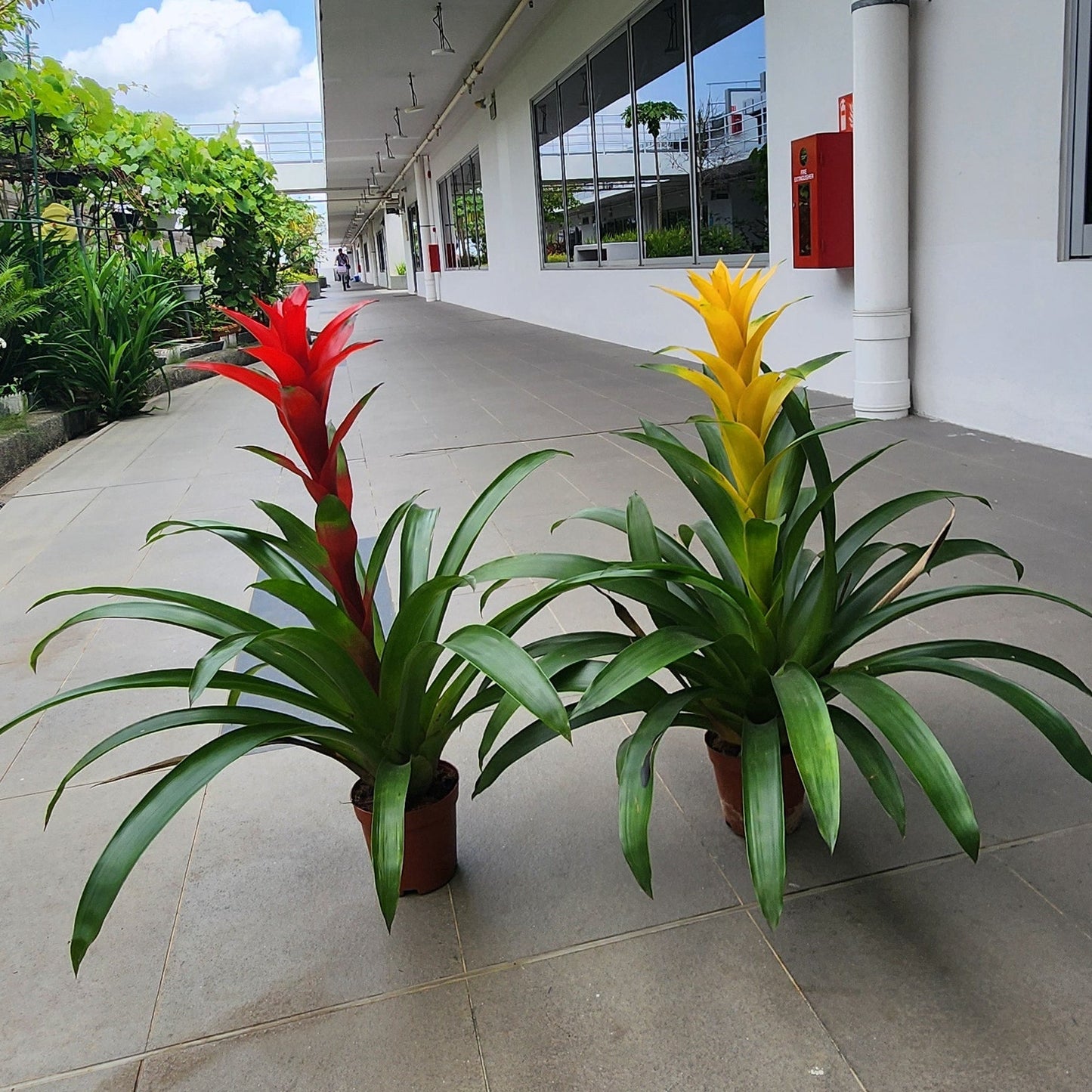 Guzmania Plant