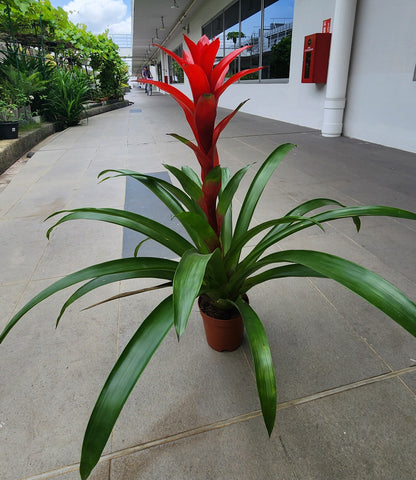 Guzmania Plant