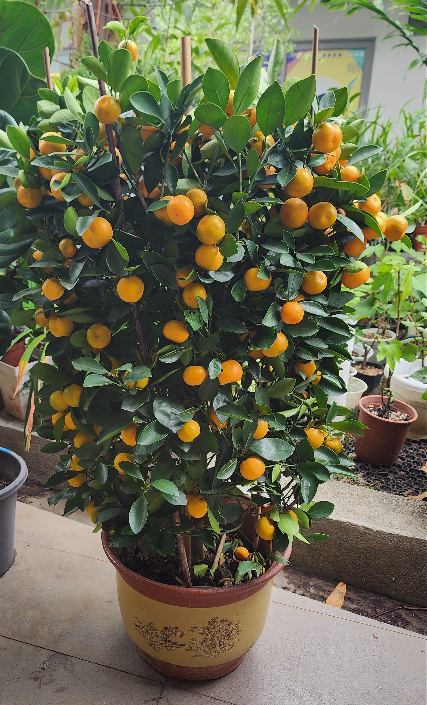 Four Seasons Lime
