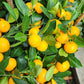 Four Seasons Lime