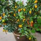 Kumquat CNY