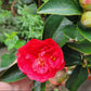 Four Seasons Camelia