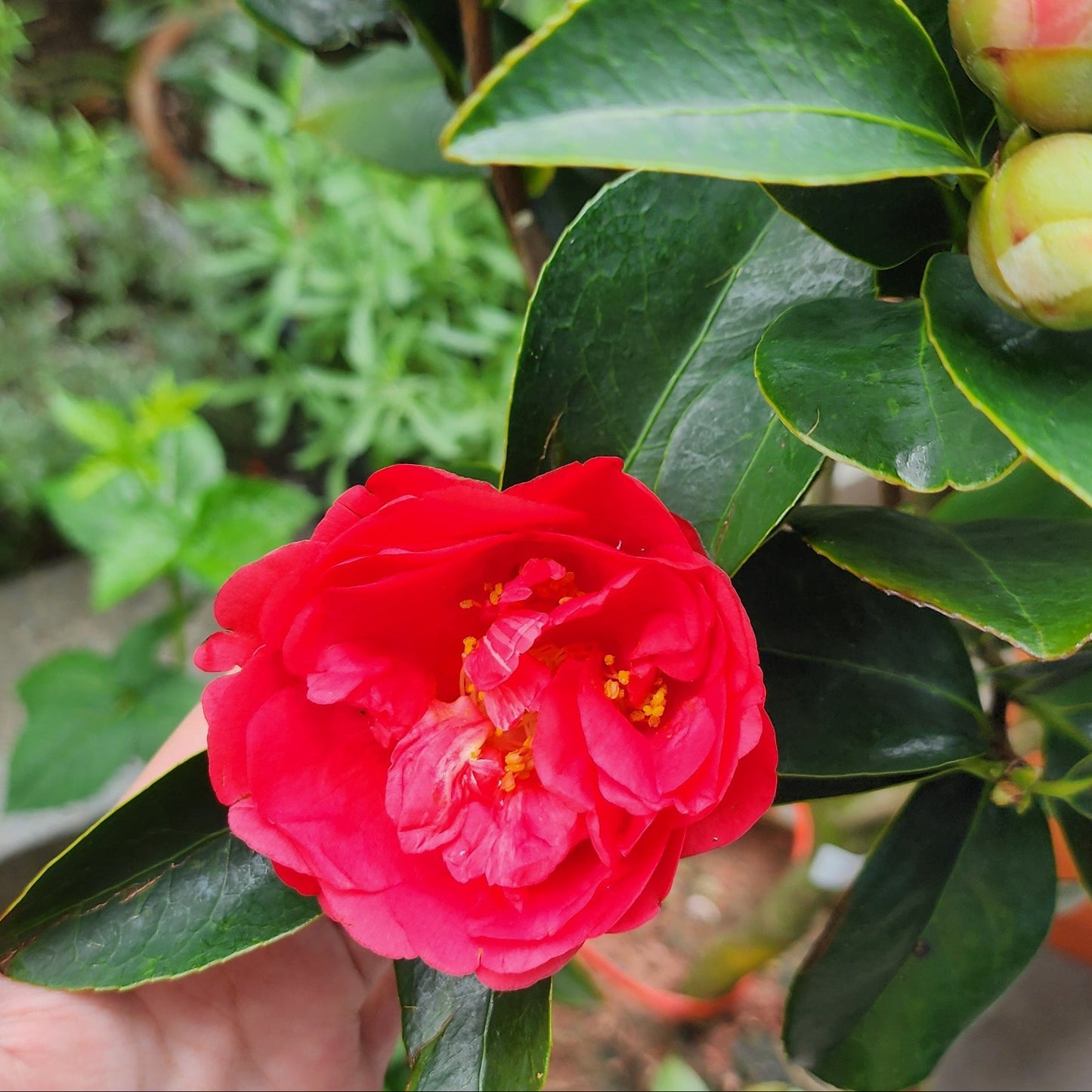 Four Seasons Camelia