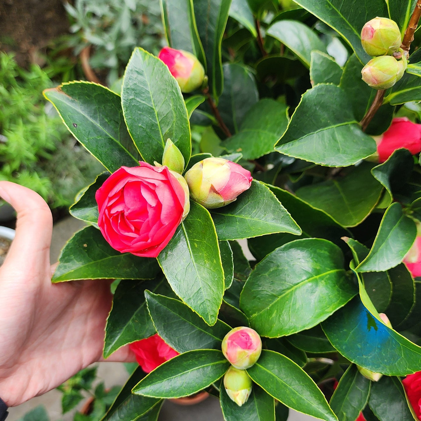 Four Seasons Camelia