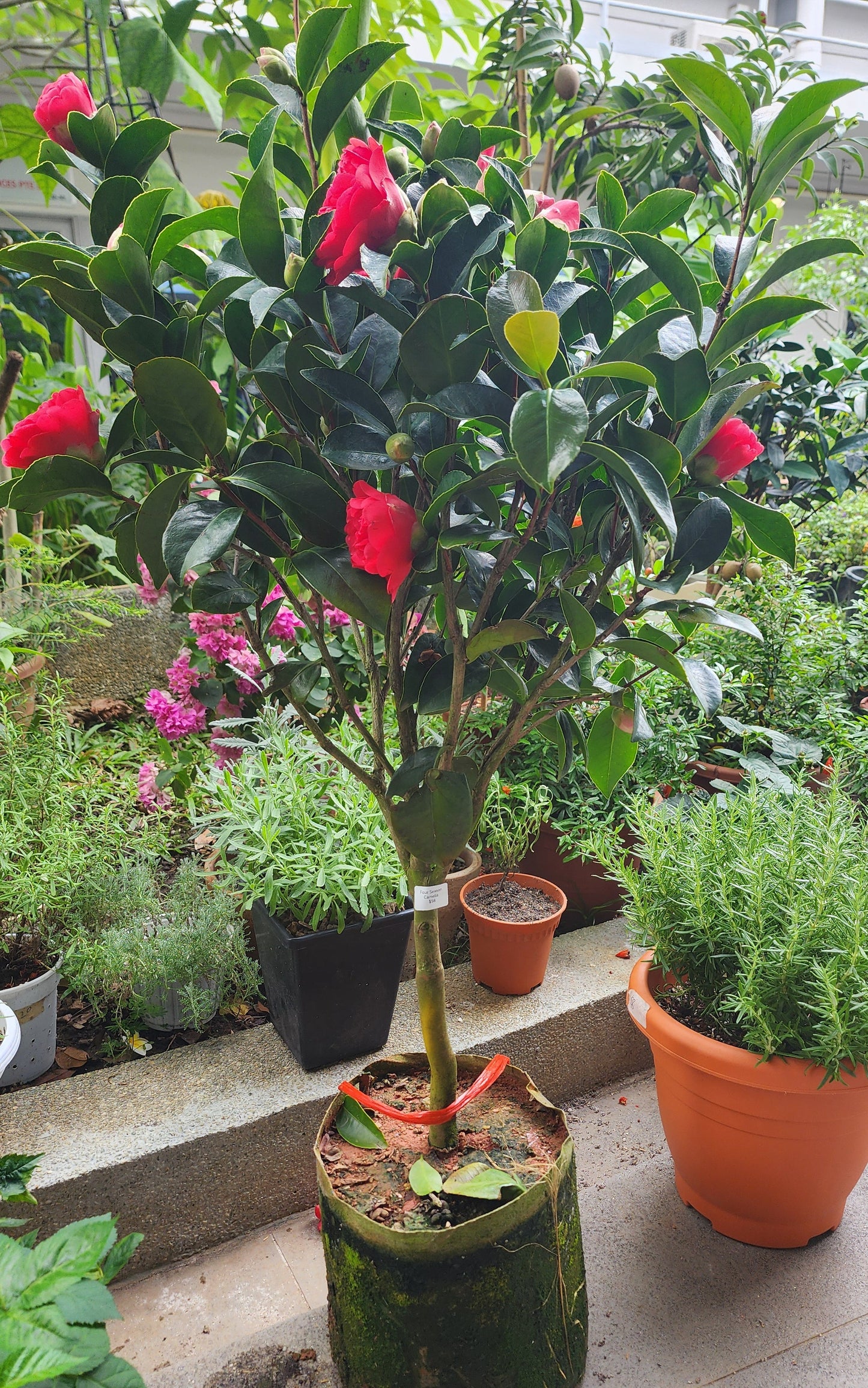 Four Seasons Camelia