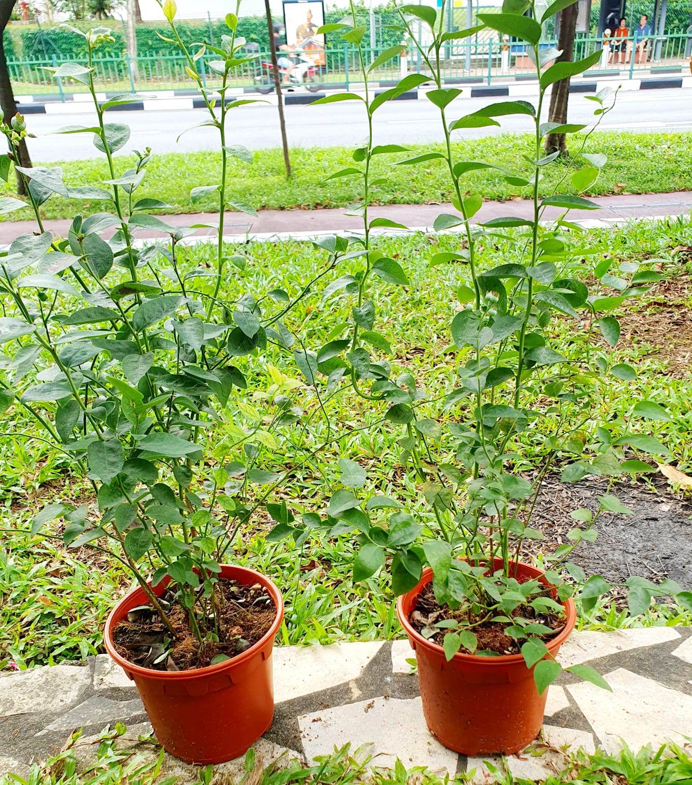 Blueberry Plant