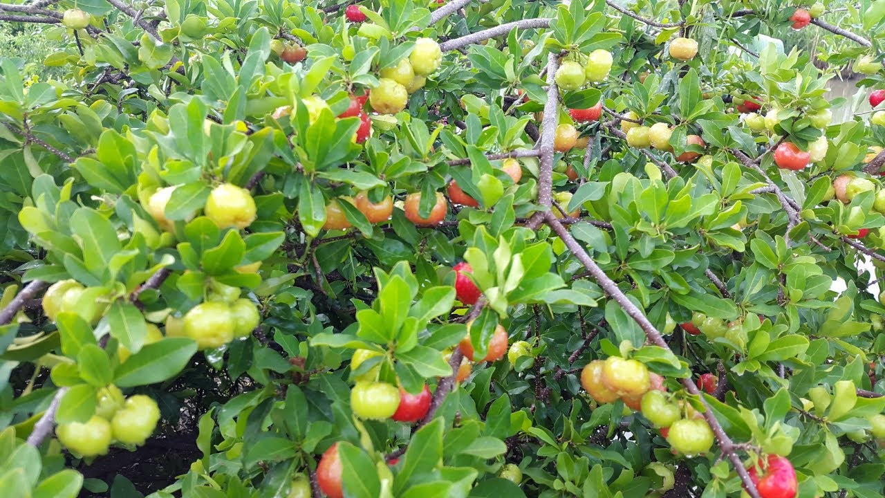 Barbados Cherry