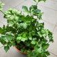 Italian Parsley