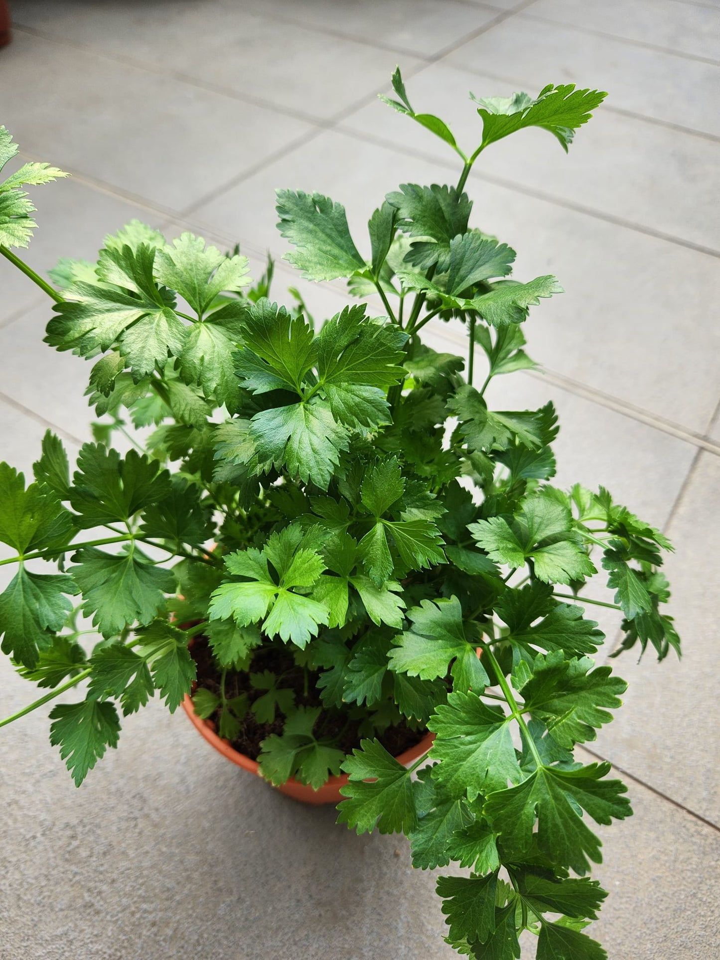 Italian Parsley