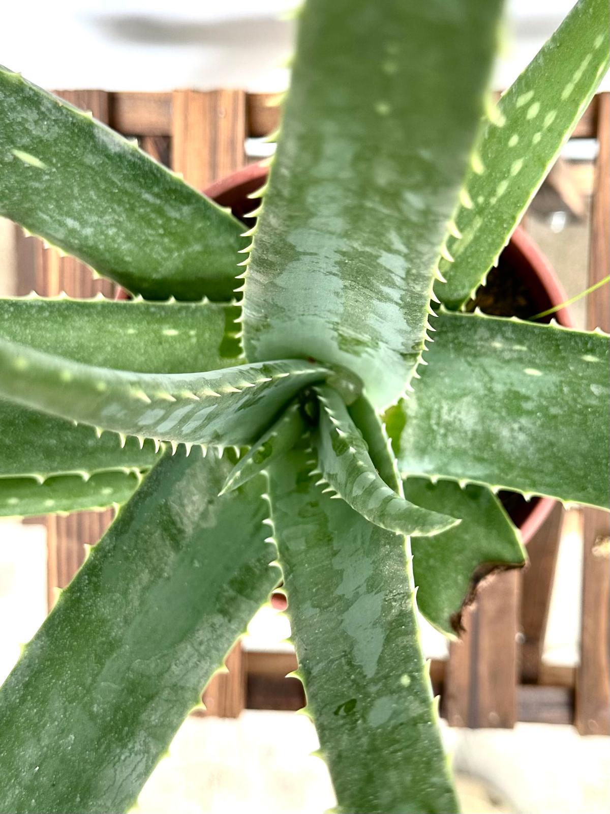 Aloe Vera